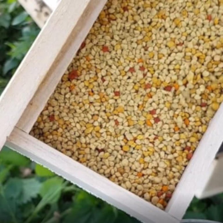 Blütenpollen entnehmen