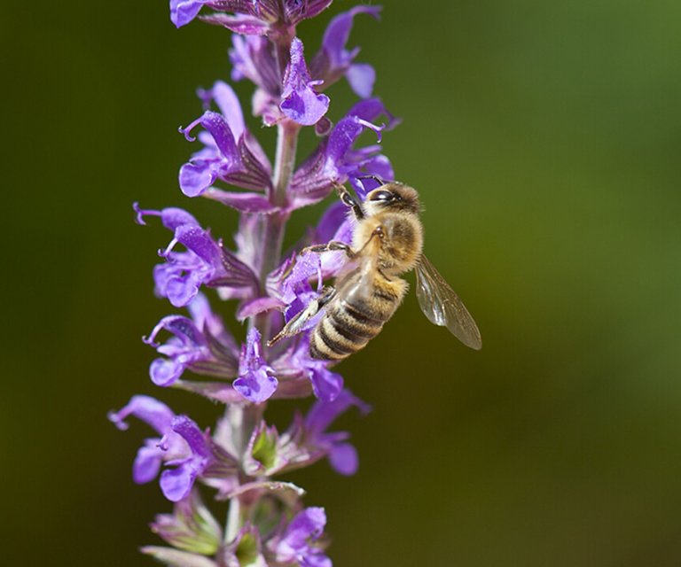 Biene-auf-Blume