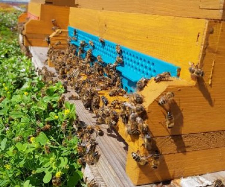 bienenflug-97d8f549