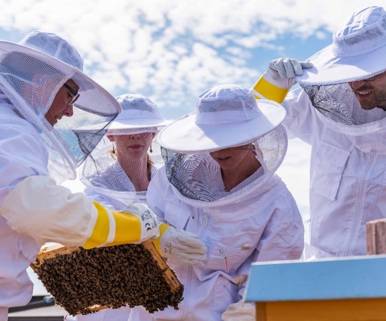 bienenvolk-bei-tüv-süd-vor-ort-mitarbeiter-bei-durchsicht